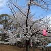 多摩川桜百景　－53. 府中桜通りと府中公園－ 