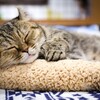 子供の教育の為に猫を飼おうと思ってるけど、これって大丈夫？