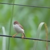 Yellow-eyed Babbler キンメセンニュウチメドリ(インドの鳥その３０)