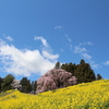 ふくしま桜旅「鉄板スポット」【番外】合戦場（かっせんば）のしだれ桜（福島県二本松市）