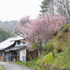 山桜
