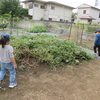 サツマイモ畑でイモ掘り