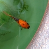 睡蓮鉢の金魚 三代目キンちゃんの抗体