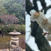 梅の花を詠んだ短歌３　　昨日の午後，雨がやんだ直後に，鎌倉浄明寺まで散歩．人は少なく，静かに散策でき，雨あがりで，花たちが元気に見えました．　今日降りし雪に競ひてわが宿の冬木の梅は花咲きにけり　大伴家持　　降る雪に色まどはせる梅の花鶯のみやわきてしのばむ　菅原道真　　わが宿の八重の紅梅咲きにけり知るも知らぬもなべて訪はなむ　源実朝　　しら梅の衣（きぬ）にかをると見しまでよ君とは云はじ春の夜の夢　茅野雅子　　つくづくと憂にこもる人あらむこのきさらぎの白梅の花　　斎藤茂吉