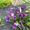 Belles violettes