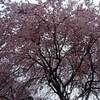 臥竜公園 桜 ２０２２年 開花予想は？