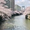 名所の桜。