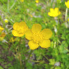  わが家の庭にて　dans notre jardin