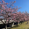 河津桜見に行く