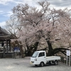 秦野の「名残り桜」