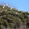 養源寺に白い鳥がまた、、