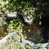 ひょうたん池の清掃