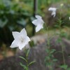 秋の七草