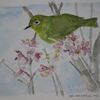 里山の自然　—　ヒガンザクラとメジロ