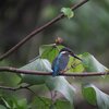 カワセミ(Common Kingfisher)