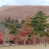 晩秋の奈良公園を歩くオッサン