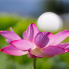 上市町のハスの花