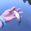 とりあえず野池にフナを釣りに行く【小物釣り】【エサ釣り】