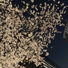 夜桜散歩。