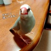 かわいい我が家の文鳥さん／久留米ラーメンをいただいてきました