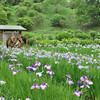 紫陽花と菖蒲の季節