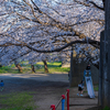 桜の続き