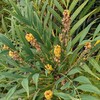 花をつけたハゴロモノキ