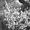 いつかの風景　梅の花