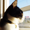 今日の黒猫モモ＆白黒猫ナナの動画ー８３４