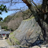 勝俣部長の「ため息」５１０３回････母親直伝(ｼﾞｷﾃﾞﾝ)