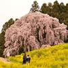 福島県二本松市・合戦場のしだれ桜