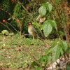 まさかのノゴマ来訪(靭公園探鳥2018/11/02-2018/11/06)