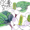 【西東京の植物絵手紙（44）…西東京市向台町でドクダミの花を見つけた！】