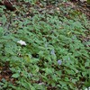 青紫の円筒形の花、アキチョウジ