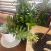 多肉植物の花が咲きました！