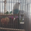 虹を架ける鳥　６　セキセイインコのキキちゃん