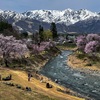 2026お花見「中綱湖」「大出公園」に行ってきたよ！