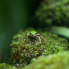 ニホンアマガエル Hyla japonica