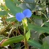 ツユクサ（露草・蛍草）が庭で咲いている