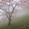 桜を撮る-1