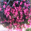 松江フォーゲルパークの花々など ⑮（島根県松江市）