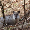 今年もカモシカに会えた！猿投山