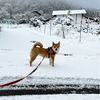 初積雪の散歩