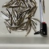 1月14日(火)合角ダムのわかさぎ釣り
