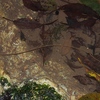 リュウキュウアカガエルの産卵地にハリガネムシ
