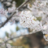 桜が難しい…
