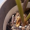 2019年 初春のカラテア新芽