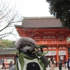 錦秋の旅〜さ〜ぁ、京都へ行こう〜・下鴨神社編