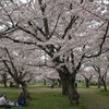 花冷えの中、町内の花見が行われる