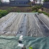 絹さやの種蒔き、今年は3種類。